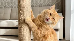 Cum să-ți dezobișnuiești pisica să zgârie canapeaua fără să o pedepsești: un plan simplu în 7 pași.