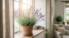 Plante de interior care ajută la combaterea stresului